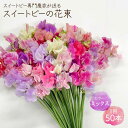 【ふるさと納税】【先行予約】【生産農家直送！】スイートピー 花束 50本（ミックス）【木下農園】花 フラワー ギフト 贈り物 プレゼント [IBW001]