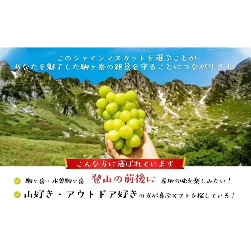 シャインマスカット 約1.4kg 2~3房 シャインマスカット