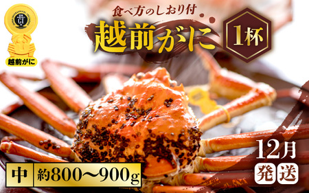 越前がに本場の越前町からお届け！越前がに浜茹で中サイズ（生で約800g～900g）×1杯【12月発送】 [e57-x003_12] 越前町 雄 ズワイガニ ボイル 冷蔵 越前がに 越前ガニ 越前かに 越前カニ