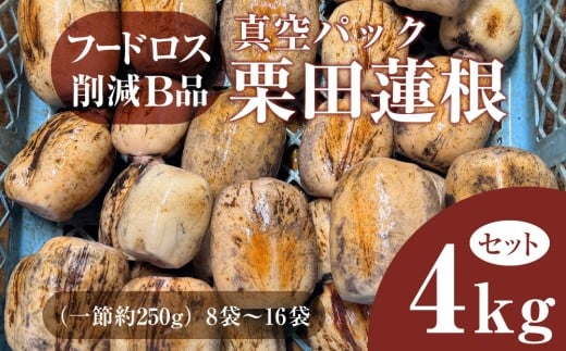 フードロス削減B品　真空パック栗田蓮根４キロセット