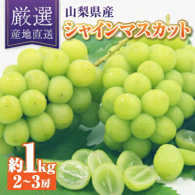 【ふるさと納税】【2026年発送】シャインマスカット 約1kg 厳選!農家直送 シャインマスカット (2～3房)_ ふるさと納税 フルーツ 果物 くだもの マスカット ブドウ ぶどう 葡萄 ふるさと 人気 山梨 山梨県 送料無料【配送不可地域：離島】【1395545】