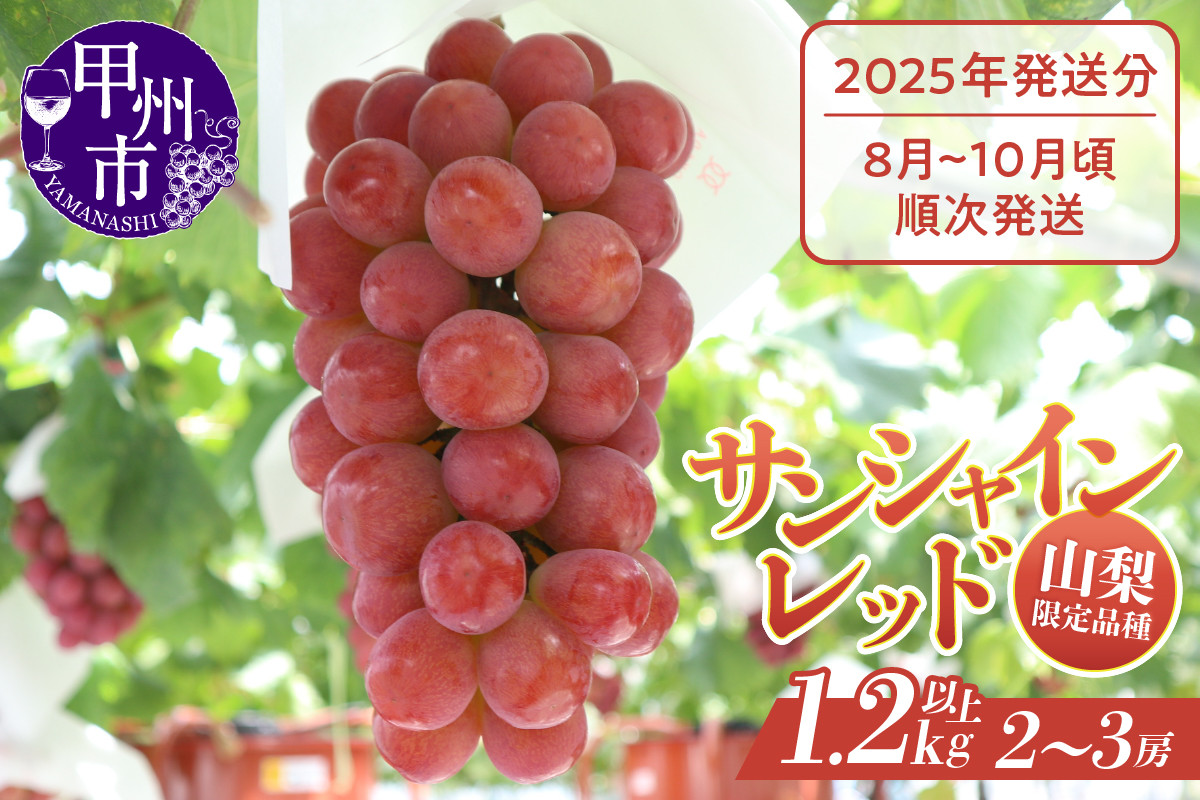 
            クール配送 山梨県限定品種 サンシャインレッド 合計1.2kg以上【2025年発送】（MS）D-127 【サンシャインレッド ぶどう 葡萄 ブドウ 令和7年発送 期間限定 山梨県産 甲州市 フルーツ 果物 クール便】
          