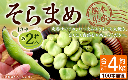 熊本県産 そらまめ 約4kg（2粒） 野菜 豆類 そら豆 【2026年4月上旬-4月下旬迄発送予定】