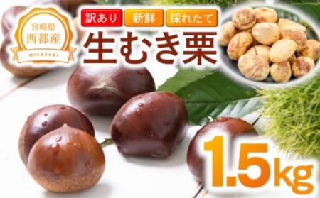 【先行予約】訳あり　西都市産　新鮮朝どれ生むき栗　1.5㎏＜1.5-221＞