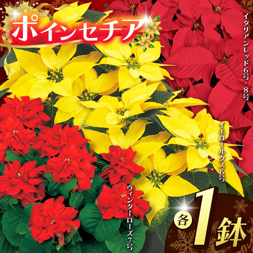 【ふるさと納税】ポインセチア 選べる品種 | 11月発送 鉢植え 花 園芸 イタリアンレッド 8号鉢 イエロールクス 6号鉢 イタリアンレッド 6号鉢 ウィンターローズ 7号鉢 クリスマス 贈り物 ギフト 室内インテリア 観葉植物 先行予約 栃木県 下野市 送料無料
