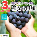 【ふるさと納税】巨峰 種なし 有田巨峰村の巨峰 3kg( 5房 ～ 9房 ) 和歌山県産 【みかんの会】 | フルーツ 果物 くだもの 食品 人気 おすすめ 送料無料