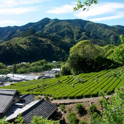 ふるさと納税 藤枝市 高級煎茶10本セット(有機JAS) |  | 02