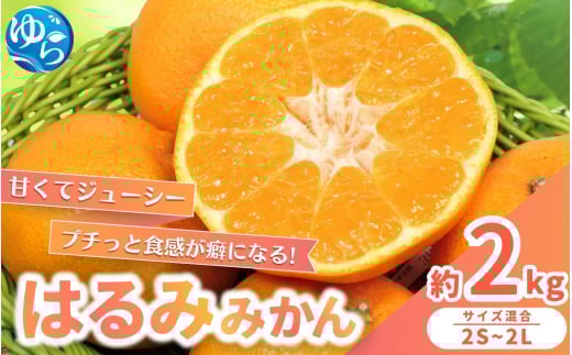 【来シーズン先行予約】農家直送  はるみみかん 約2kg S～4Lサイズ混合 ※2026年2月上旬～順次発送農家直送 / くだもの  果実  柑橘 果物 フルーツ 国産 和歌山県 由良町 ご家庭用 人気 おすすめ【nktn018】