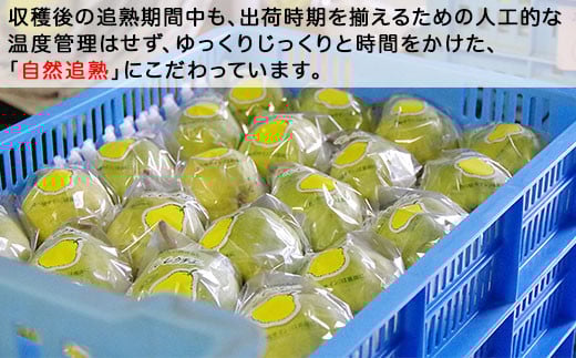 収穫後の追熟期間中も出荷時期を揃えるための人工的な温度管理はせず、ゆっくりじっくりと時間をかけた自然追熟にこだわっています。