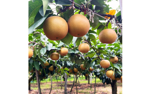 【2026年先行予約】新潟県産和梨 あきづき 約5kg《9月中旬～配送予定》 果物 フルーツギフト 秋の味覚 産地直送 加茂市 西村農園