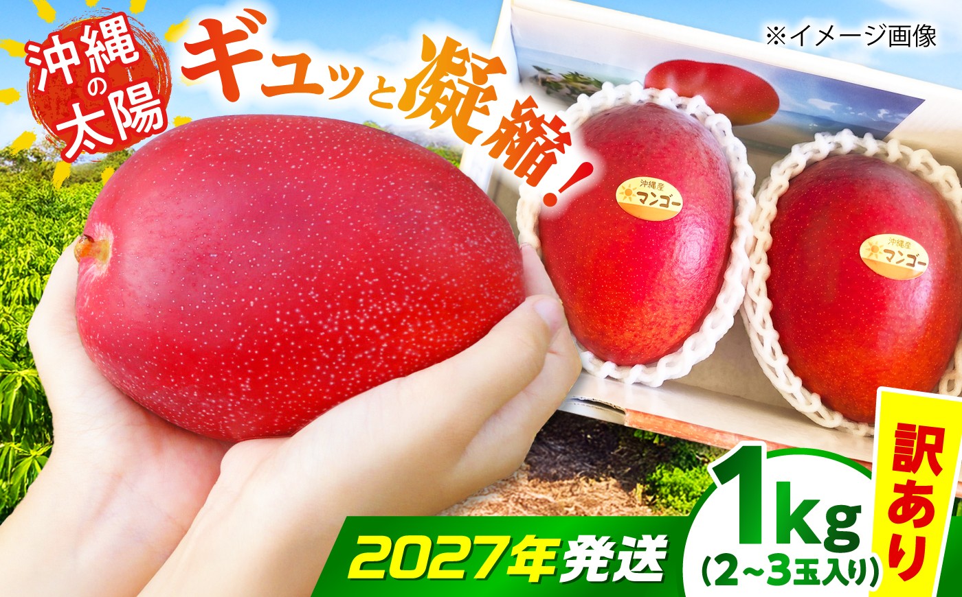 
                  マンゴー 【2027年発送 先行予約】【訳あり】沖縄市産マンゴー「太陽のめぐみ」 1kg(2～3玉) / 比嘉マンゴー園 [BCEW003] マンゴー まんごー 芒果 フルーツ 訳あり 1kg ワケアリ 訳アリ Fruit Mango 南国フルーツ くだもの 果物 国産 沖縄産 産地直送 農家直送 新鮮 沖縄マンゴー 沖縄県産 沖縄県 沖縄市 沖縄
                