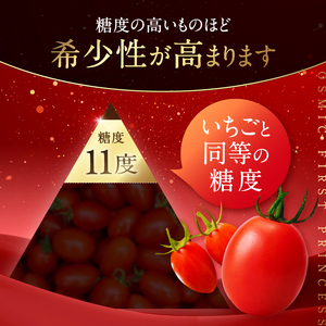 トマト OSMIC FIRST PRINCESS トマト
