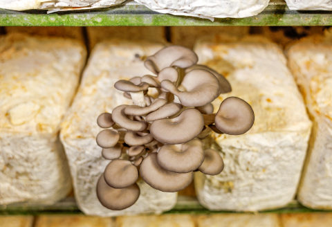 プロが厳選！オーガニックきのこ５種盛り(1.5kg)【しいたけ きくらげ ひらたけ たもぎたけ なめこ 黒あわびたけ やまぶしたけ おまかせ 厳選】