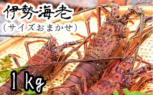 【先行受付】伊勢海老１kg（サイズおまかせ高知県産）※着日指定不可※エビ 甲殻類 海鮮BBQ アウトドア キャンプ お祝い えび 伊勢えび イセエビ 刺身 お刺身 鍋 お味噌汁 冷蔵配送 海鮮 魚介類 海の幸【R00638】