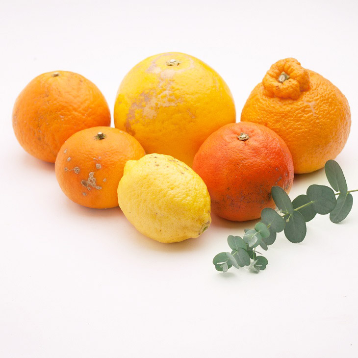 ＜1月より発送＞厳選 柑橘詰合せ3kg+90g（傷み補償分）◇【有田の春みかん詰め合わせ・フルーツ詰め合せ・オレンジつめあわせ】【光センサー選別】　※北海道、沖縄配送不可　※2025年1月上旬～4月下旬頃に順次発送予定