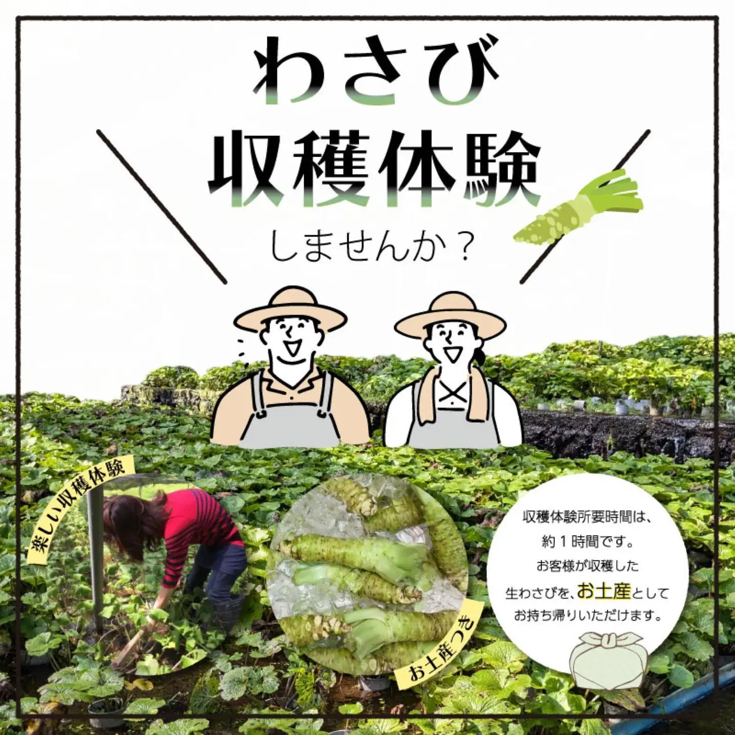 わさび収穫体験（わさびお土産付き）　山梨 都留市 わさび 山葵 ワサビ 体験 体験チケット 収穫 収穫体験 湧水