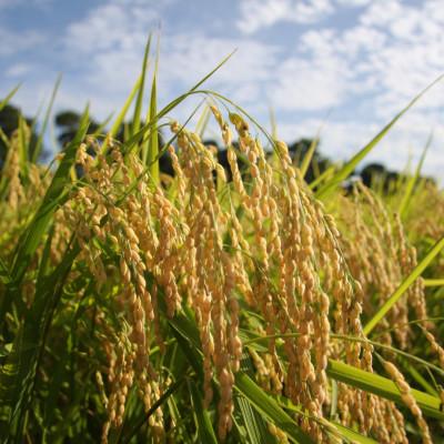 ふるさと納税 横芝光町 「令和7年産」千葉県産　粒すけ　精米10kg(5kg×2袋) |  | 02