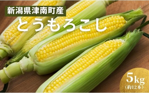 【令和8年産先行予約】朝採り とうもろこし スイートコーン 5kg 約12本 | トウモロコシ コーン とうきび 甘い 野菜 人気 おすすめ お取り寄せ 取り寄せ 贈答 贈り物 新潟県 津南町