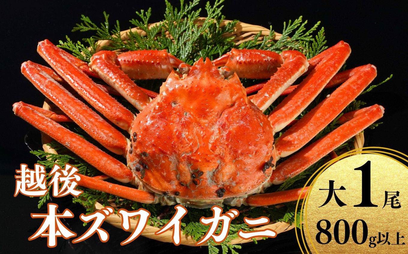 
                  【先行予約】越後 本ズワイガニ 800g×1杯 糸魚川産 浜茹で 姿 鮮度が命！茹でたて直送 日本海 磯貝鮮魚店 ずわいがに かに 蟹 高級 新鮮 ボイル 茹でガニ カニ かに 新潟県 糸魚川市
                