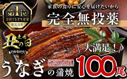 ＜丑の日先行予約受付中！＞鹿児島県産うなぎ蒲焼 (1尾あたり136ｇ～155ｇ×100尾、タレ・山椒付き) 鰻 かばやき 冷凍【西日本養鰻】P5-U