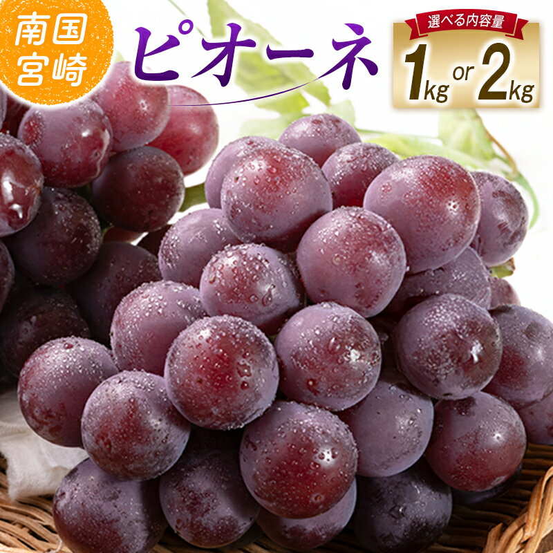 【ふるさと納税】【令和8年発送 先行予約】【選べる内容量】小林市産 ピオーネ 1～2kg（ぶどう ブドウ ピオーネ フルーツ 果物 くだもの 先行受付 限定）