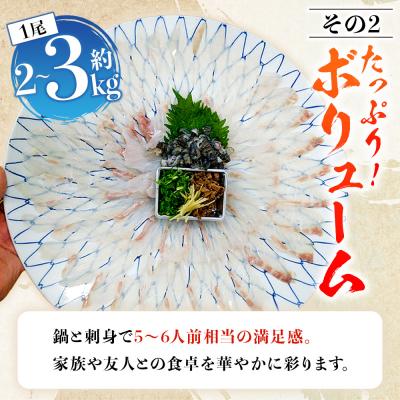 ふるさと納税 西予市 <活き〆 幻のクエ(養殖)1尾> 原体 真クエ くえ 約2kg〜3kg 約5〜6人前 宇和海産 鍋用 |  | 03