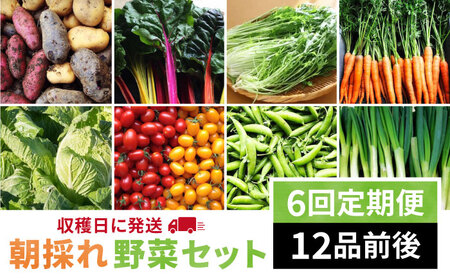 【 全6回 定期便 】【 福岡県 糸島産 】 朝採れ 野菜 セット （ 12品 前後 ） 《糸島》【オーガニックナガミツファーム】 	[AGE025]