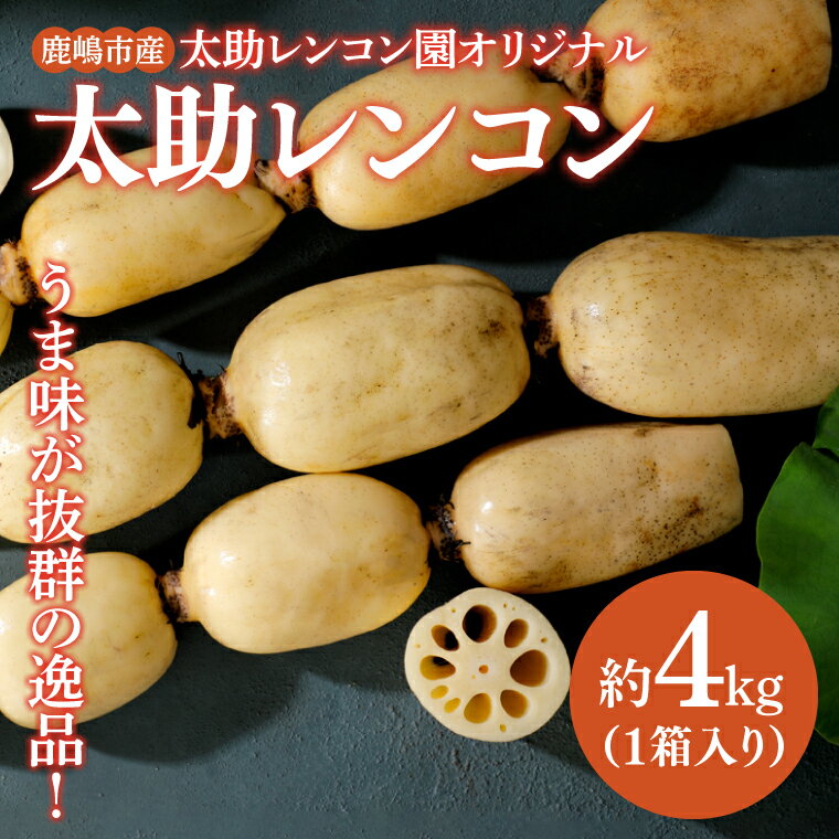 【ふるさと納税】【先行予約8月発送】【奇跡のレンコン】鹿嶋市産レンコン　約4kg 【れんこん 根菜 蓮根 れん根 4キロ 20000円以内】（KBU-3）