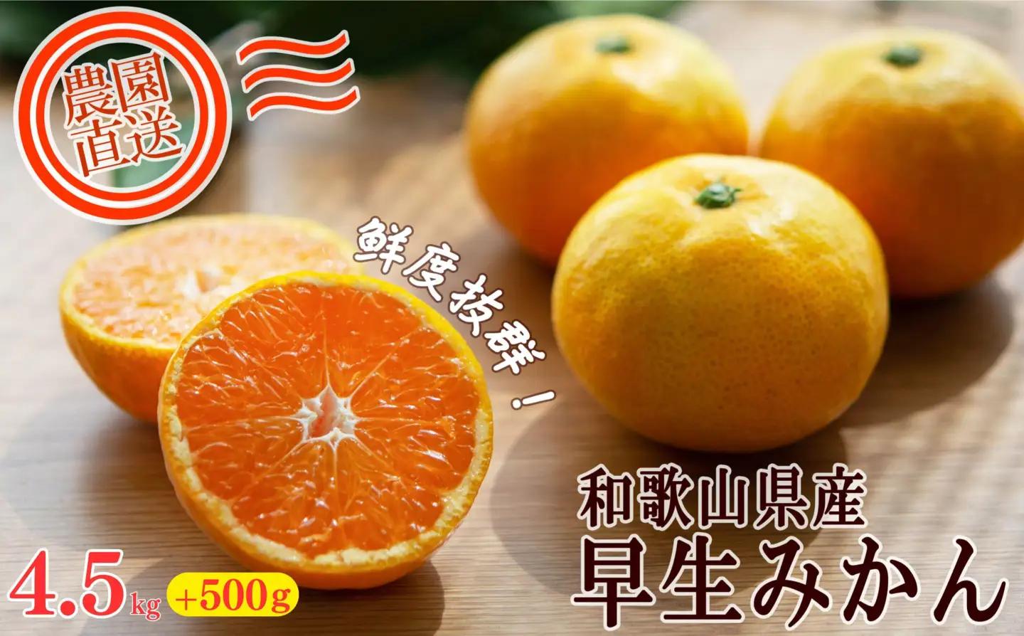 訳あり 早生みかん 大小混合 5kg 和歌山みかん