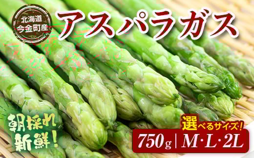 
            【先行予約】＜サイズが選べる＞朝採れ新鮮アスパラ 750g M・L・２Lサイズ （2025年3月下旬～6月中旬または7月上旬～9月上旬頃発送） 野菜 秀品 北海道産 バーベキュー BBQ キャンプ 旬野菜 アスパラガス 栄養満点 冷蔵発送 F21W-461
          