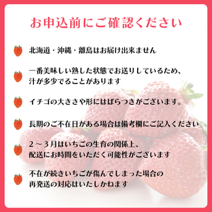 いちご みおしずく 1箱 計350g | イチゴ 苺