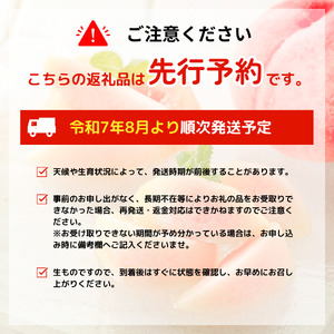 【2025年発送 先行予約】 桃 品種おまかせ 約2kg 果物 もも 桃 白桃 黄桃 桃 フルーツ 桃 高橋農園 新潟 新発田 takahashi001