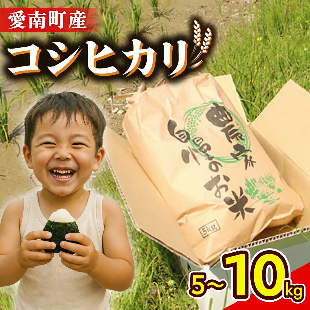 【ふるさと納税】 令和8年産 新米 コシヒカリ 5kg 10kg 米 お米 白米 精米 こしひかり 人気 低温 貯蔵庫 産地直送 国産 農家直送 期間限定 数量限定 特産品 2026年産 大粒 もっちり 粘り 甘み おいしい おにぎり 和家農園 愛南町 愛媛県