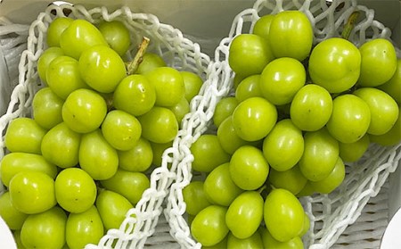 厳選！大粒で大房のシャインマスカット 秀品 2～3房入り（約1.6kg～2.1kg）[後半]【令和8年産先行予約】FS24-667 くだもの 果物 フルーツ 山形 山形県 山形市 2026年産