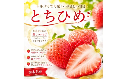 【先行予約】いちご とちひめ 560g (280g×2P)｜いちご 苺 ichigo 女峰 ミルキーベリー とちひめ とちあいか とちおとめ やよいひめ 粒 栃木県 那珂川町 送料無料【栃木県共通返礼