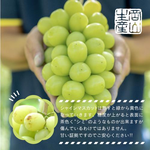 岡山県産 シャインマスカット 1kg以上（2～3房）＜2025年9月上旬～10月下旬発送＞
