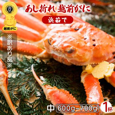 ふるさと納税 越前町 地元鮮魚店厳選 【訳あり】 ≪浜茹で≫ 足折れ 越前がに 中サイズ 1杯【3月発送分】