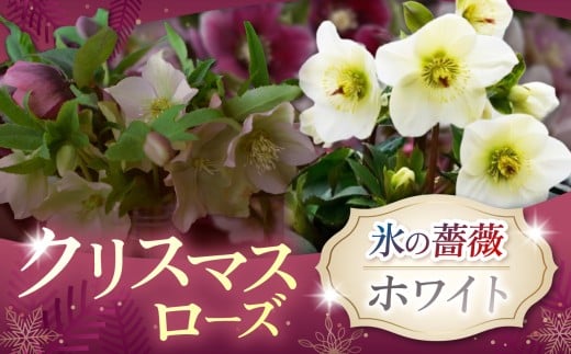 クリスマスローズ・氷の薔薇ホワイト| 花 クリスマス ローズ 冬 氷 薔薇 赤 季節 冬 ガーデニング ガーデン 庭 贈答 プレゼント ギフト 期間限定 伊那市 ふるさと納税【021-46】