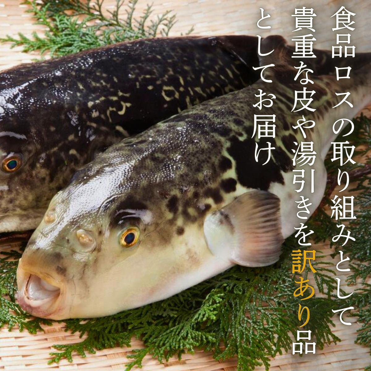 ふぐ 【訳あり】絶品！とらふぐ皮・湯引き 3個セット ふぐ フグ 河豚 とらふぐ トラフグ とら河豚 皮 湯引き 山口県 宇部市