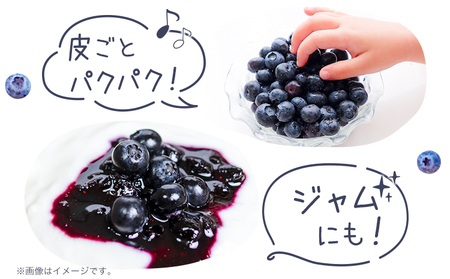 ブルーベリー 約 500g 《6月上旬-8月下旬頃出荷》 Blueberry garden IKEDA 千葉県 流山市 果物 フルーツ 青果物 くだもの ベリー