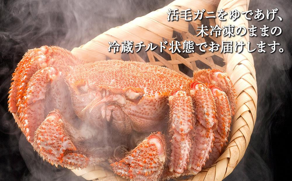 【着日指定可】北海道オホーツク産海明け活毛ガニ　ボイル未冷凍配送(チルド 冷蔵配送)　600g前後　1尾 _05668