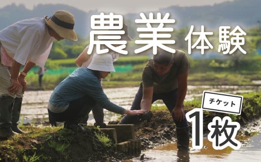 秦野里山　農業体験　015-26　