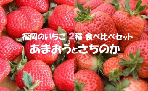 【2026年1月より順次発送】福岡県産ブランドいちご2種食べ比べセット「あまおう」「さちのか」各2パック計1,160g★あんずの里[G0073]