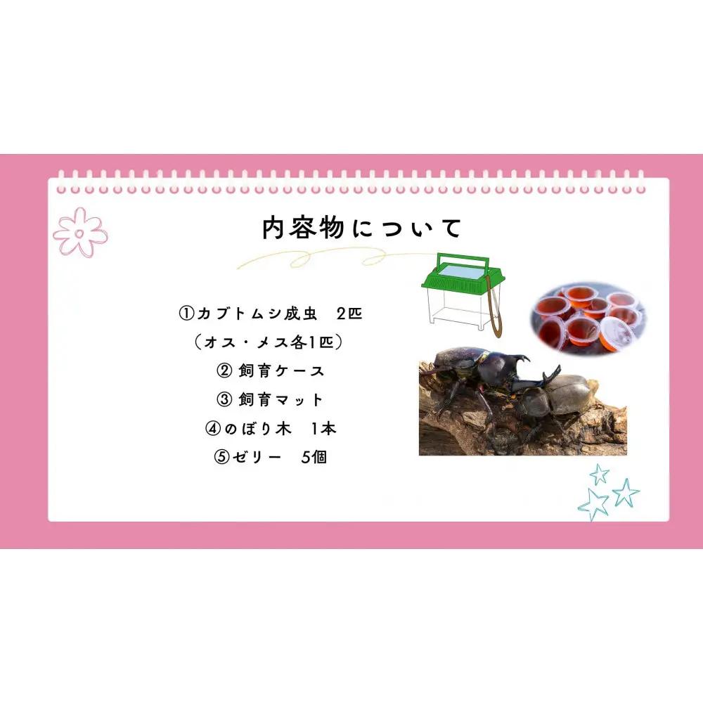《先行受付・2026年7月お届け》【虹色Farm】国産カブトムシ成虫1ペア(飼育キット付) ｜京都 オオカブト 人気