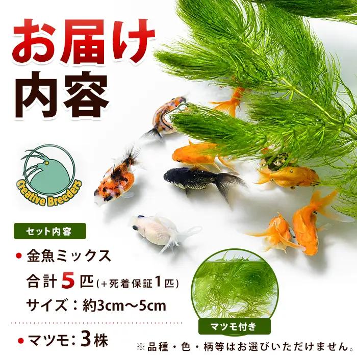 【10営業日以内に発送】金魚ミックス5匹＋マツモ付き (アクアファームはくと/IB167-005)