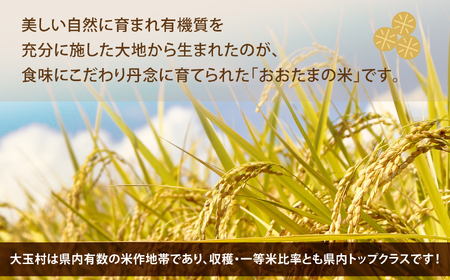 無洗米 R6年産こしひかり 150g×2袋 無洗