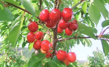 さくらんぼ（佐藤錦）１ｋｇ　ご家庭用　0112-2613