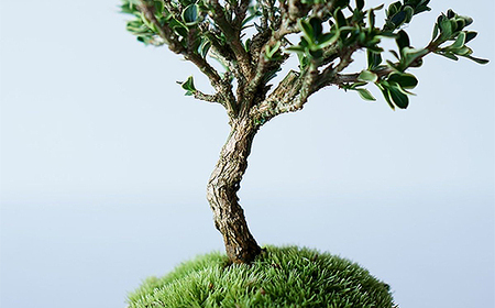 【鉢皿色・淡藤】　白鳥花 ハクチョウゲ 盆栽 植物 石木花 sw-bohkx380 ※沖縄・離島への配送不可