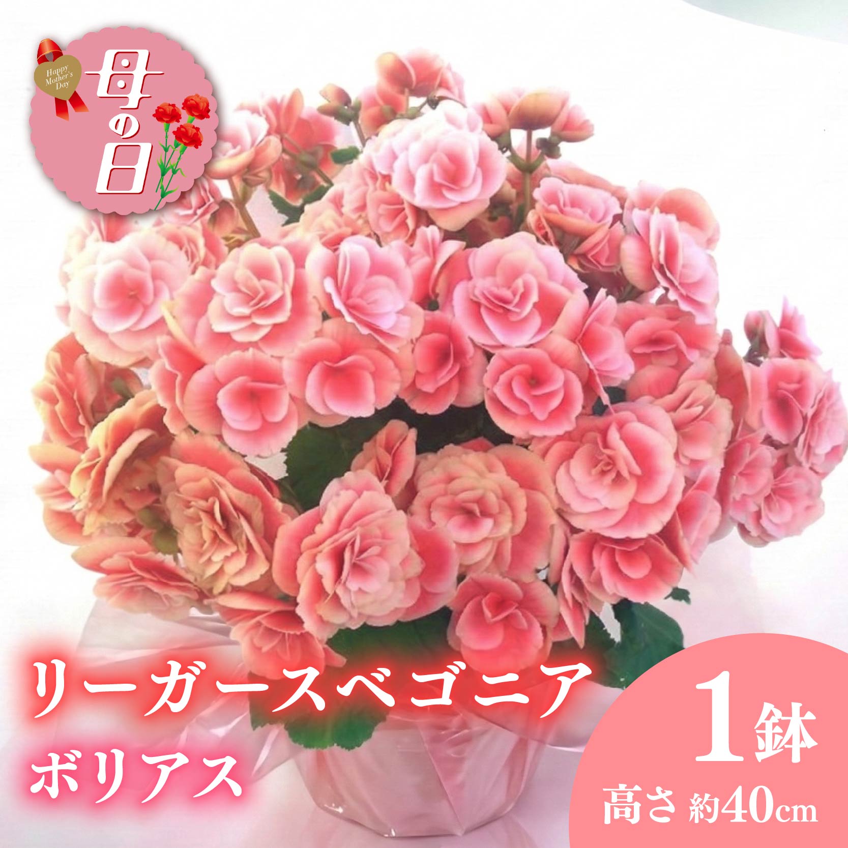【ふるさと納税】 【先行予約】 母の日に！ リーガス ベゴニア ボリアス 鉢植え 5号 花 贈り物 お祝い 植物 季節 生花 フラワー ギフト 母の日 2026年5月から順次発送 オンライン決済限定 静岡県 藤枝市