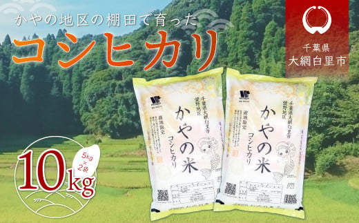 【新米】令和6年産 千葉県大網白里市萱野地区産「コシヒカリ」10kg（5kg×2袋） お米 10kg 千葉県産 大網白里市 コシヒカリ 米 精米 こめ 送料無料 A001